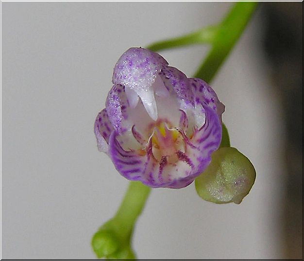 CRAQUAGE PHAL BOTANIQUES Phal_a12