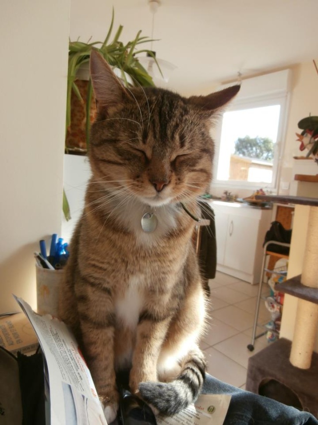 Honey - mâle tabby, 1 an 93567710