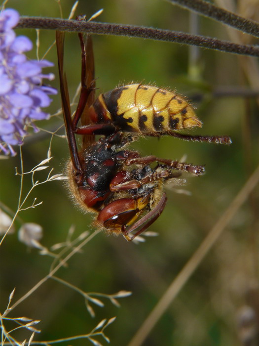 Vespa crabo 01010