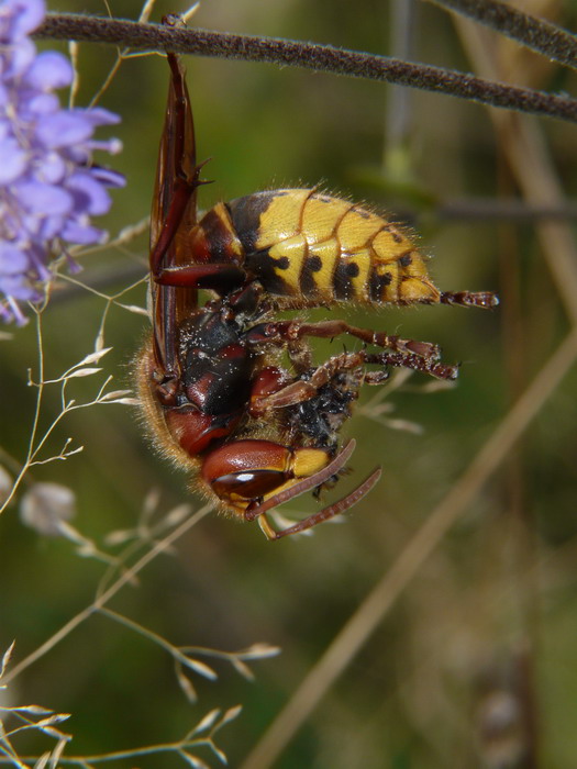 Vespa crabo 01210