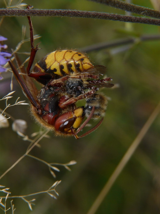 Vespa crabo 0510