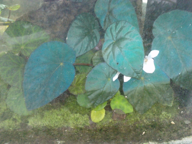 Begonia pavonina - Begonia pavonina (rhizomateux) Bagoni10