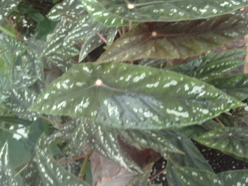 Begonia lubbersii Bagoni21