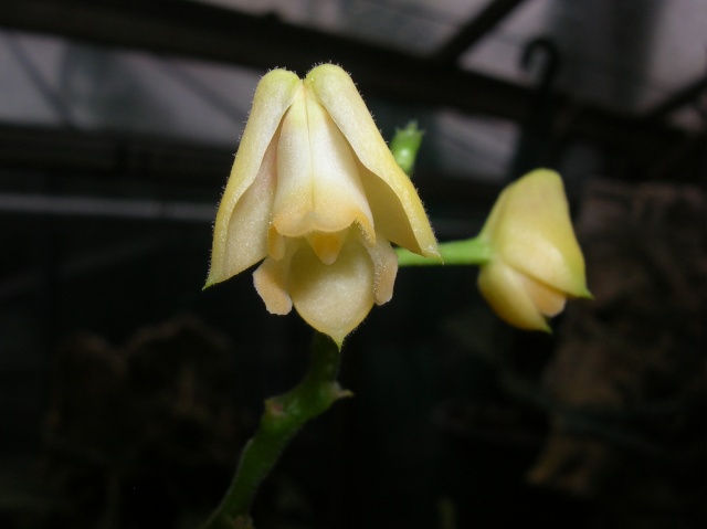 1 ere orchidée mystérieuse Fleur_15
