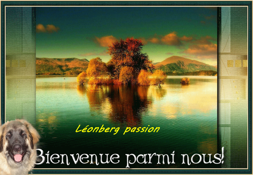 le forum sur le Léonberg et autres ...