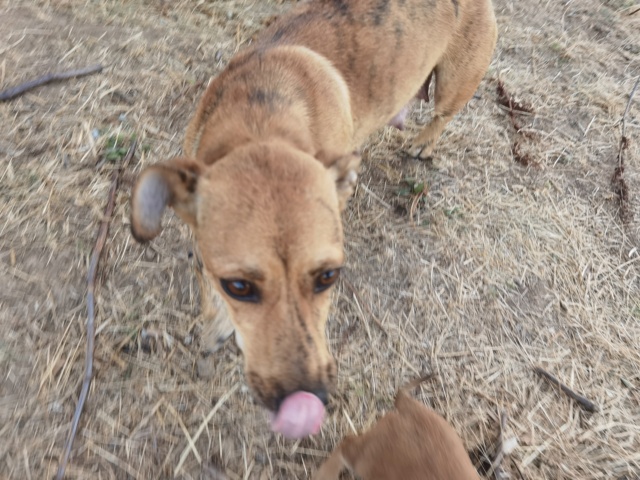 CHIPIE - femelle croisée de taille petite à moyenne, née en juin 2018 environ - ALINA M - Adoptée par Benoît G (depart93) 11848910