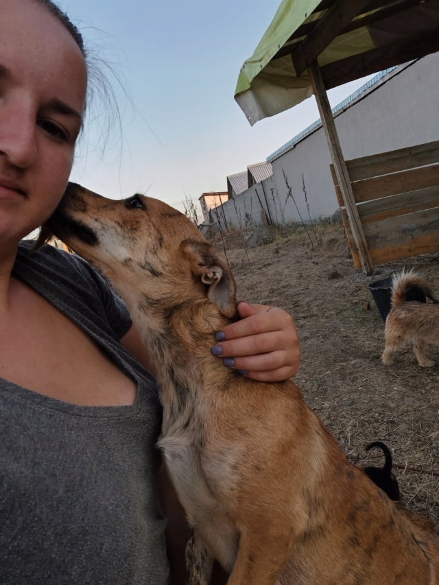 CHIPIE - femelle croisée de taille petite à moyenne, née en juin 2018 environ - ALINA M - Adoptée par Benoît G (depart93) 11864910