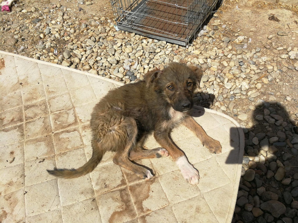 BUDDY (ex ESPOIR) - mâle croisé de taille moyenne adulte, né environ fevrier 2018. (BUCAREST) - CHEZ ALINA & ANDA - Adopté par Alison (Belgique) 33898010