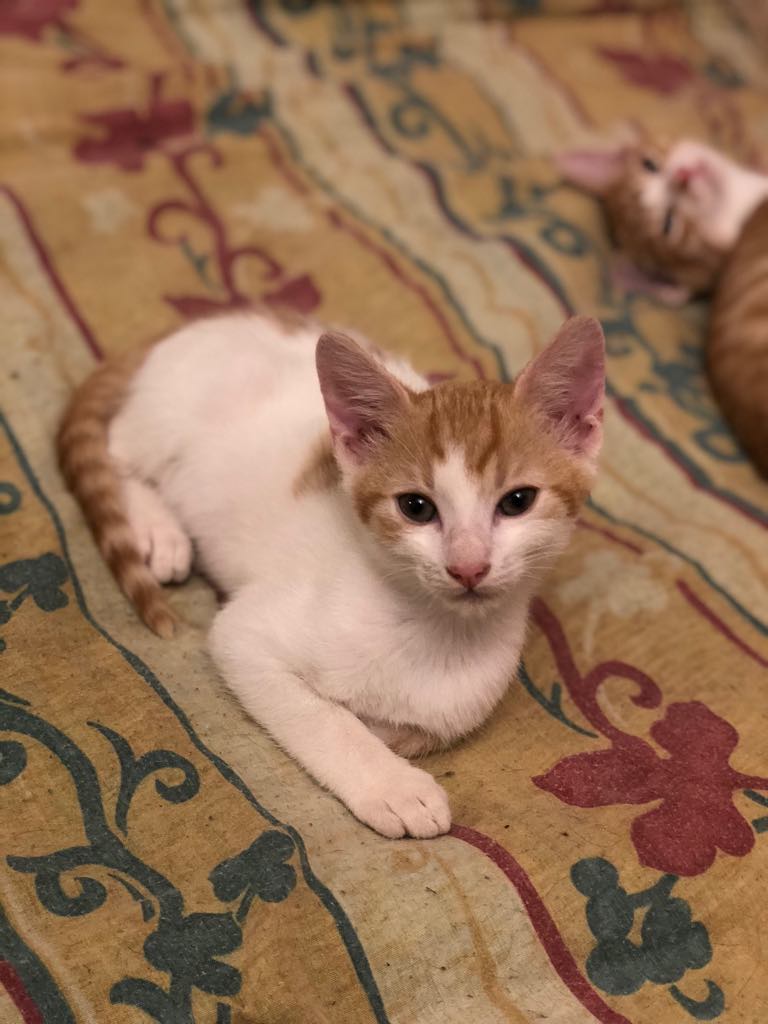 SIR ALADIN - joli petit chat mâle blanc et beige, né en mai 2018 (BUCAREST) - CHEZ CARMINA - ADOPTE EN ROUMANIE 40057810