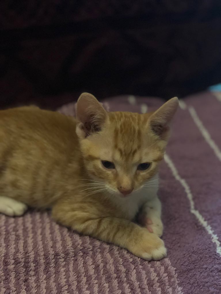 CHARLIE - joli petit chat mâle beige, né en mai 2018 (BUCAREST) - CHEZ CARMINA - ADOPTE EN ROUMANIE 40139610