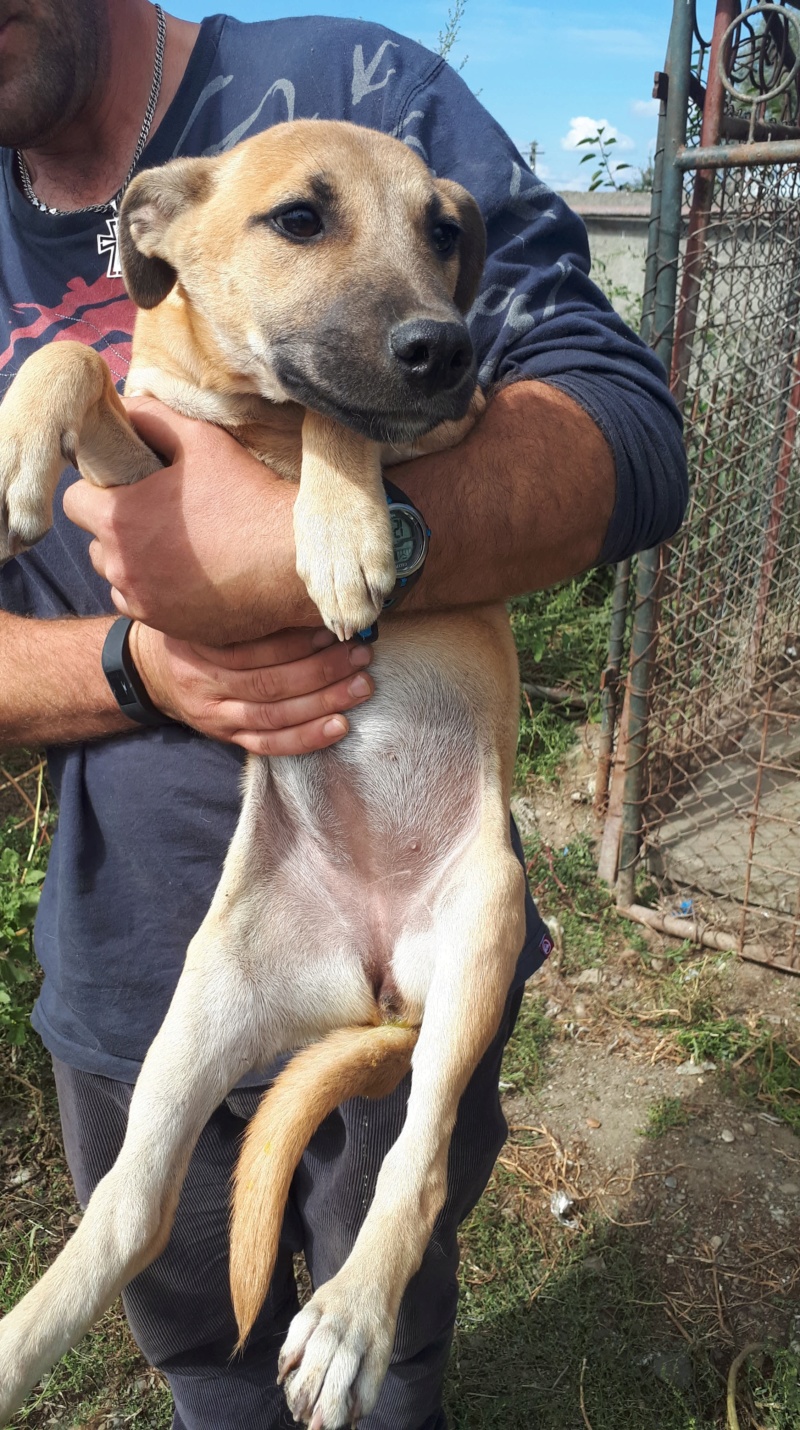 PAKITA - femelle croisée de taille moyenne à grande adulte, née en avril 2018. - adoptée par Sophie ( Belgique) 41718410