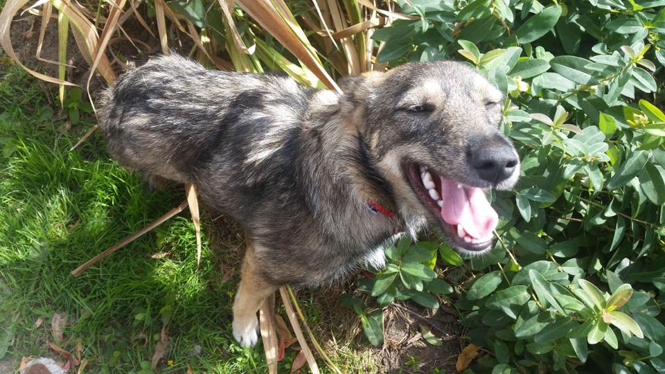 HEATHER - femelle croisée de taille moyenne adulte, né en février 2018. (PASCANI) - REMEMBER ME LAND - Adoptée par Nemo et Roussy (Belgique)  41827712