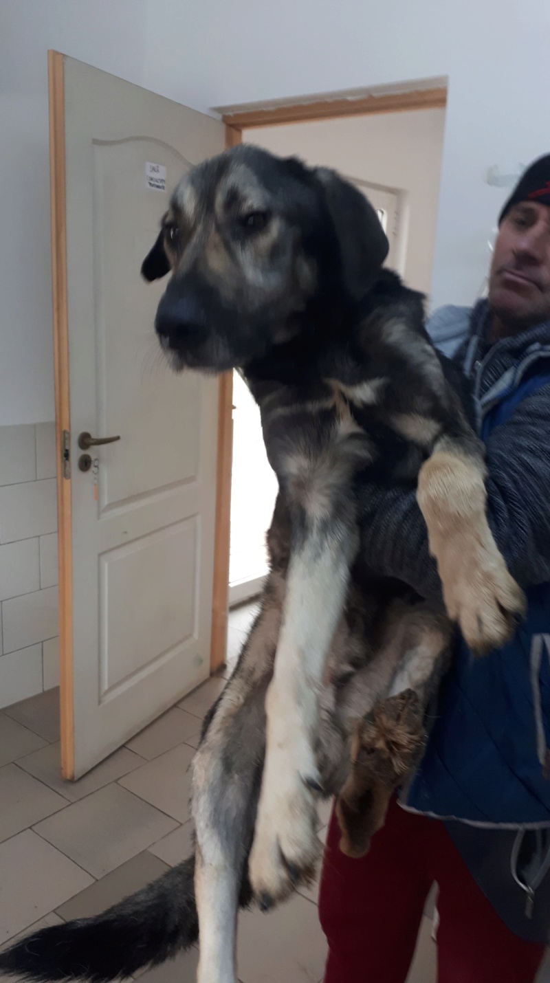 JOSH - mâle croisé de grande taille, né en 2014- 2015  (PIATRA NEAMT) 4 ANS D ENFERMEMENT - REMEMBER ME LAND - Adopté par Corinne (69) 47390711