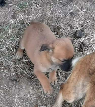 GIRL2 - femelle croisée de taille moyenne adulte, née mi juillet 2020 environ - ALINA . DECEDEE Chiot010