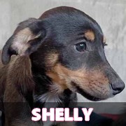 NOS CHIOTS EN UN CLIC Shelly10