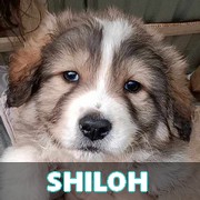 NOS CHIOTS EN UN CLIC Shiloh11