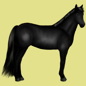 I nostri pony e cavalli su equideo Noir-a10