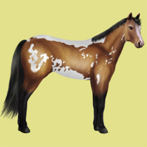 I nostri pony e cavalli su equideo Pie-ba10
