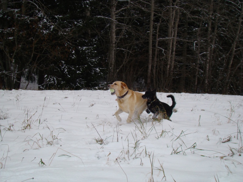 Drac découvre la neige ! Dsc01112