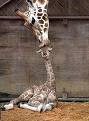 Ce qu'ils auraient pu dire... - Page 2 Girafe10