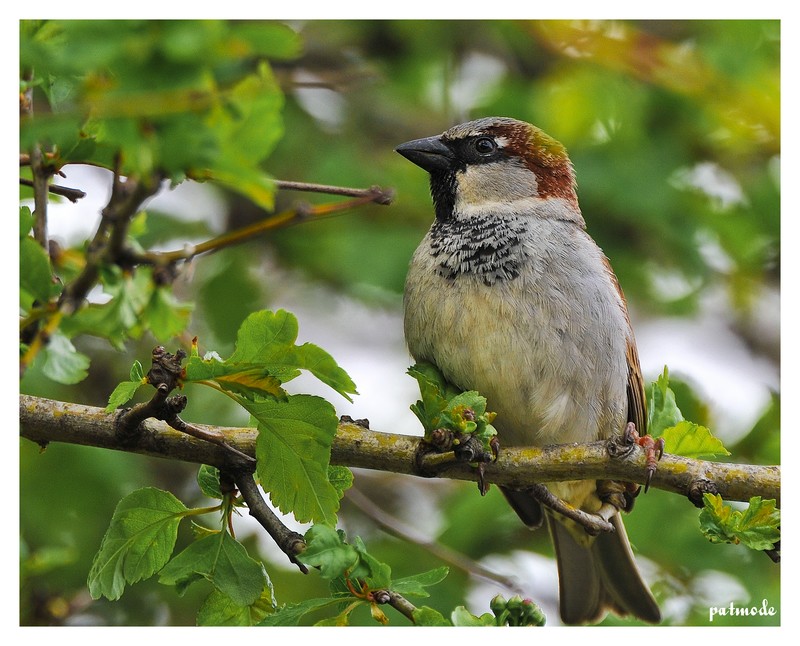 un moineau tout simplement Dsc_2410