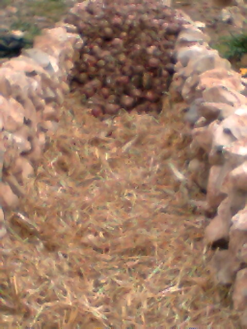 بعض الطرق التقليدية المستعملة فى قرية  guigou للحفا ظ على جودة البصل Photo014
