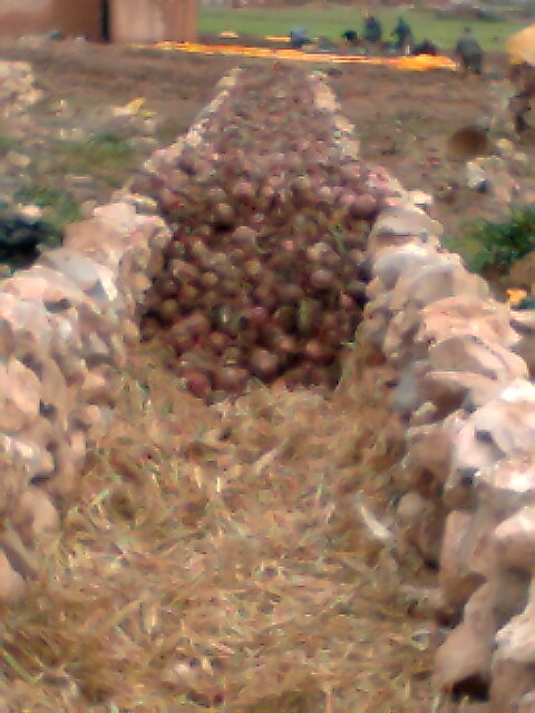 بعض الطرق التقليدية المستعملة فى قرية  guigou للحفا ظ على جودة البصل Photo015