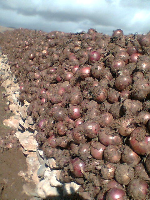 بعض الطرق التقليدية المستعملة فى قرية  guigou للحفا ظ على جودة البصل Photo022