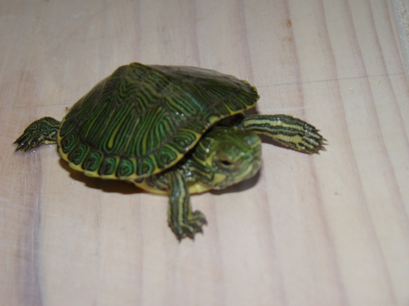 Mes tortues Dsc01629