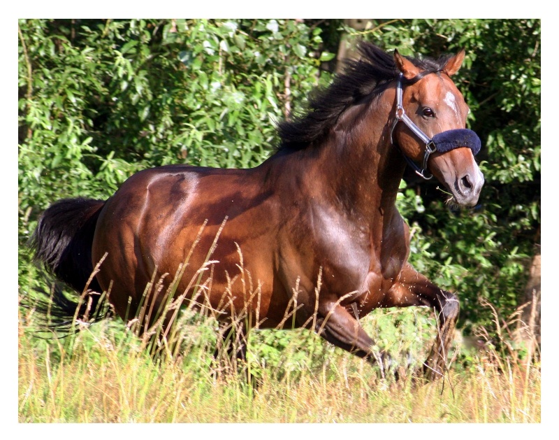 .:: Les chevaux ::. 2007-010