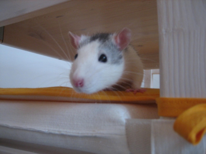 Help! Donne rat pour cause de mutation à l'étranger (IDF) Img_4313