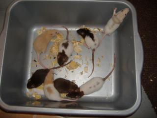 Rat arbricot Rat10