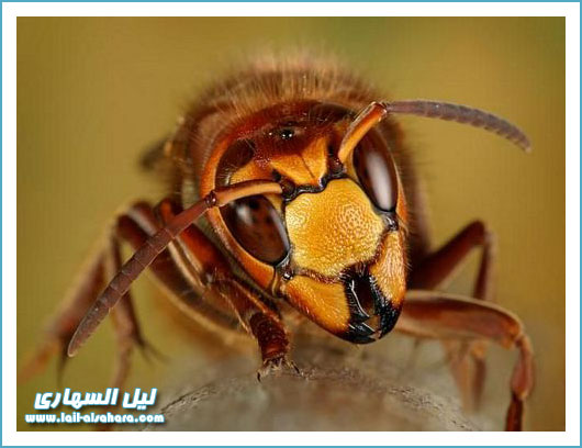 سبحان الله ... صور حشرات ولا أروع 2010