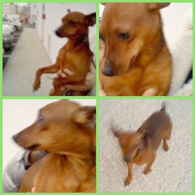 Caramel Pinscher Nain - 38 Isère ADOPTE - Page 2 Picnik11