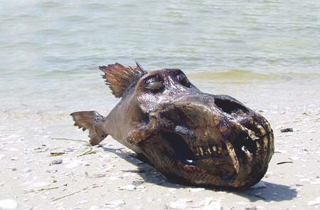 العثور على اسماك غريبة على شاطئ بحر جزيرة بورا بورا 18122013