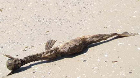 العثور على اسماك غريبة على شاطئ بحر جزيرة بورا بورا 18122016