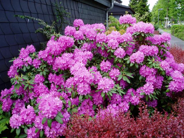 Rhododendron 02062010