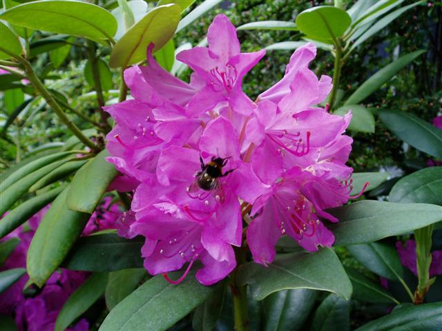 Rhododendron 02062011