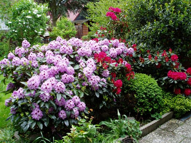 Rhododendron 23052010