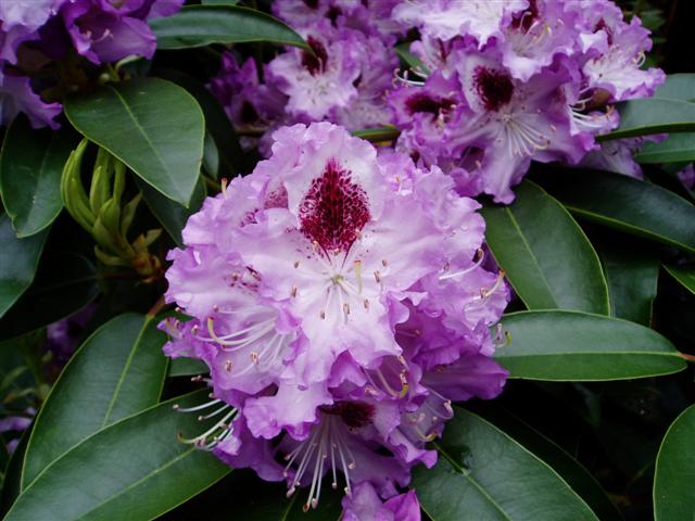Rhododendron 23052011