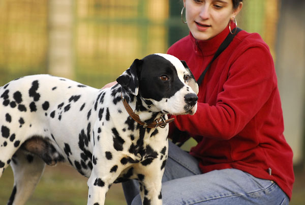 TITEUF (Type dalmatien) Tommy310