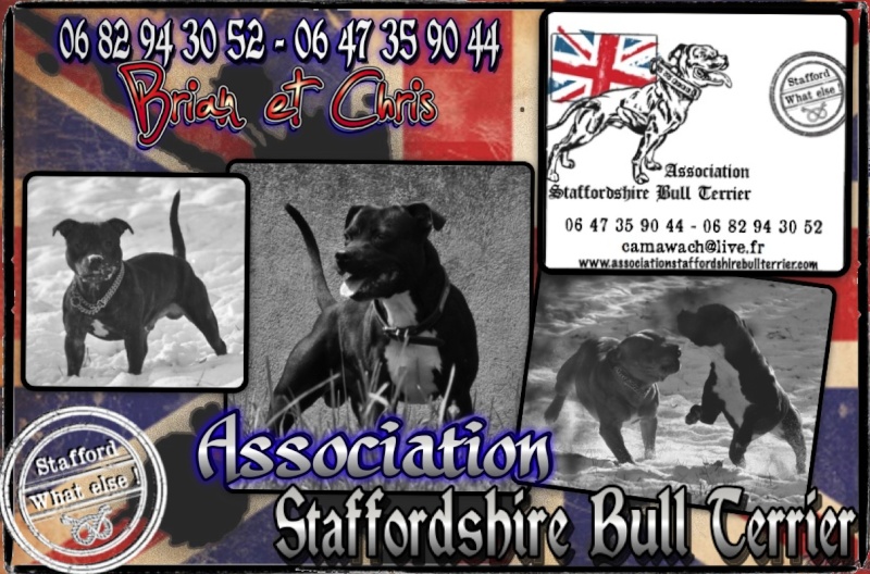 Celtic Oak Update - http://www.staffordshirebullterrier-celticoak.com/ - Page 12 Entete11