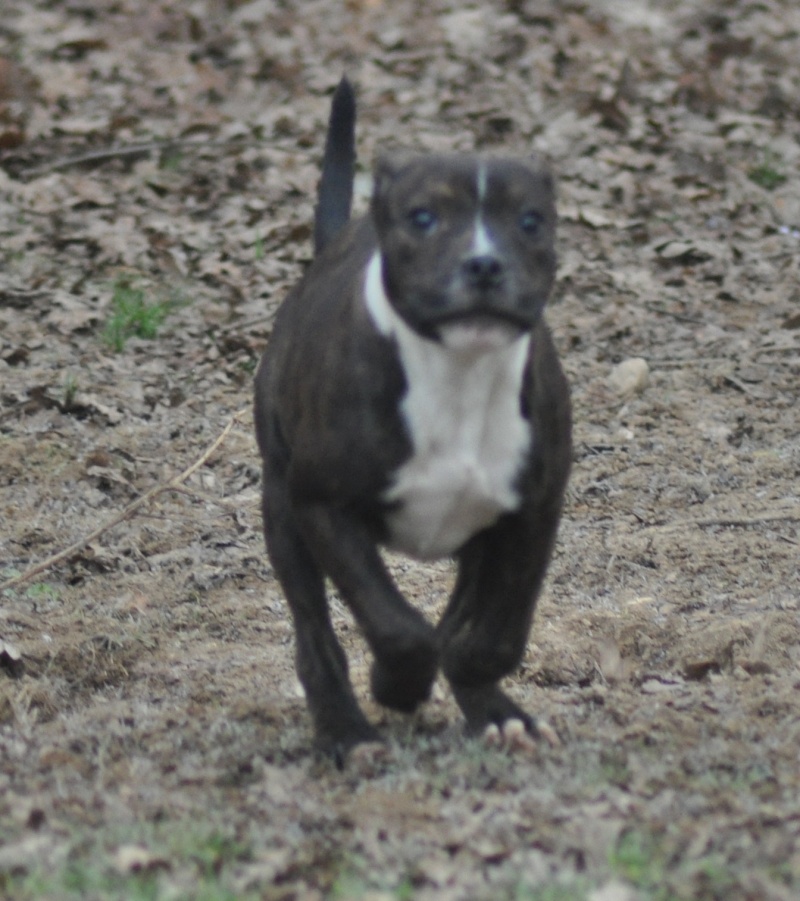 Mariage The Sacercyan's D'Chenoa x Camawach E'De Bruce Bob Oak  Oaks3144