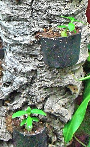 Un arbre à Hydnophytum  Ecorce14