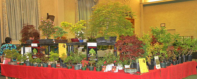 2013 40th UPSTATE NEW YORK BONSAI EXHIBITION 310