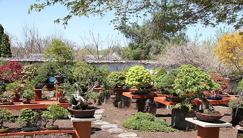 2013 40th UPSTATE NEW YORK BONSAI EXHIBITION Spring10