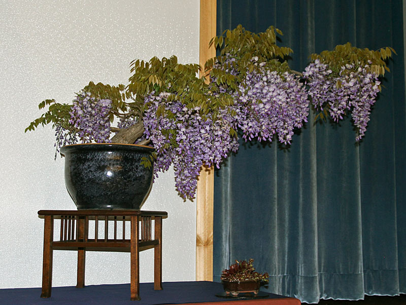 2013 40th UPSTATE NEW YORK BONSAI EXHIBITION View_510