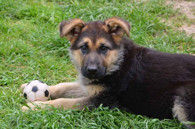 Cherche FA pour Ina chiot femelle berger allemand LOF née le 27/03/2013 souffrant d'un mégaoesophage Dsc_4412