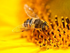 Mort mystérieuse de 20 000 abeilles 20110210
