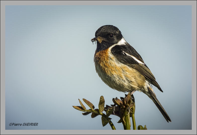 Digiscopie : Mes tariers du jour _dsc2612